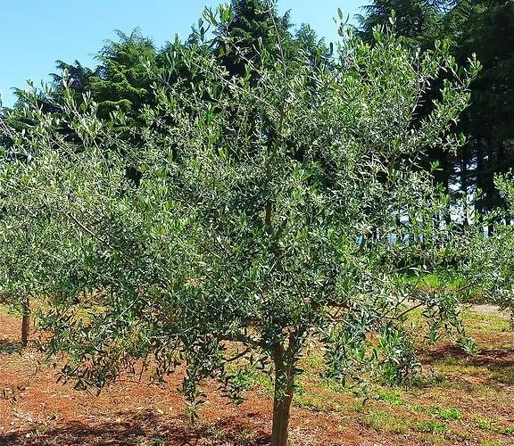 Miani